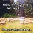 Sheep preview image